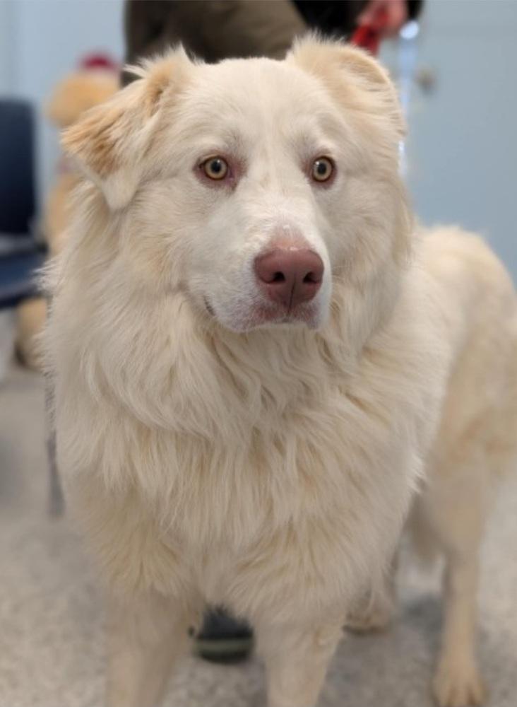 Possum, Adoptable, Young Male Mixed Breed.