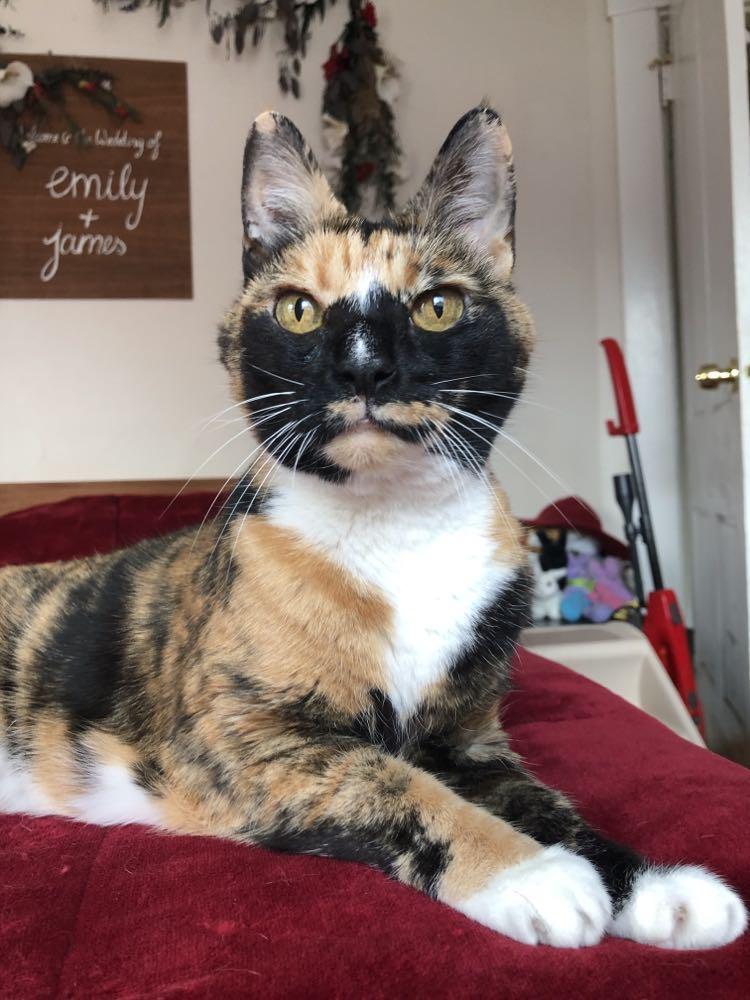 Kallie, Adoptable, Senior Female Domestic Short Hair.