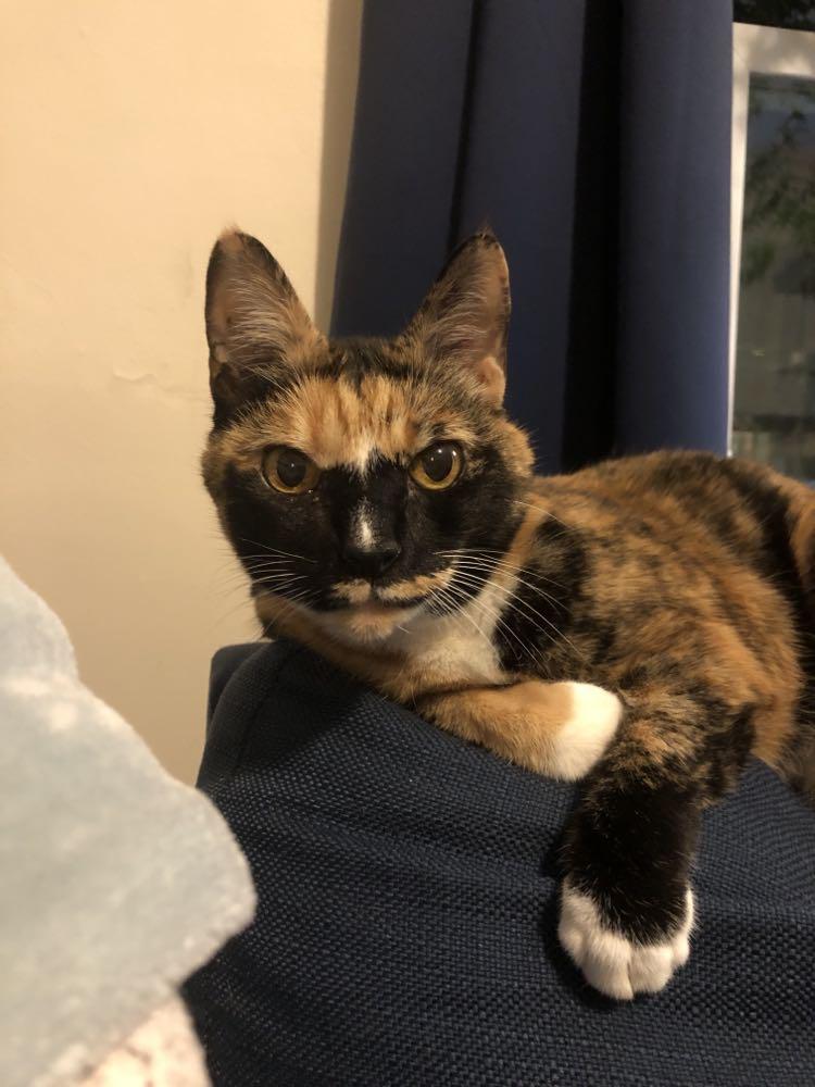 Kallie, a Adoptable Domestic Short Hair in Gonic, NH image 2/3