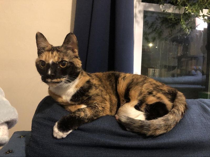 Kallie, a Adoptable Domestic Short Hair in Gonic, NH image 3/3