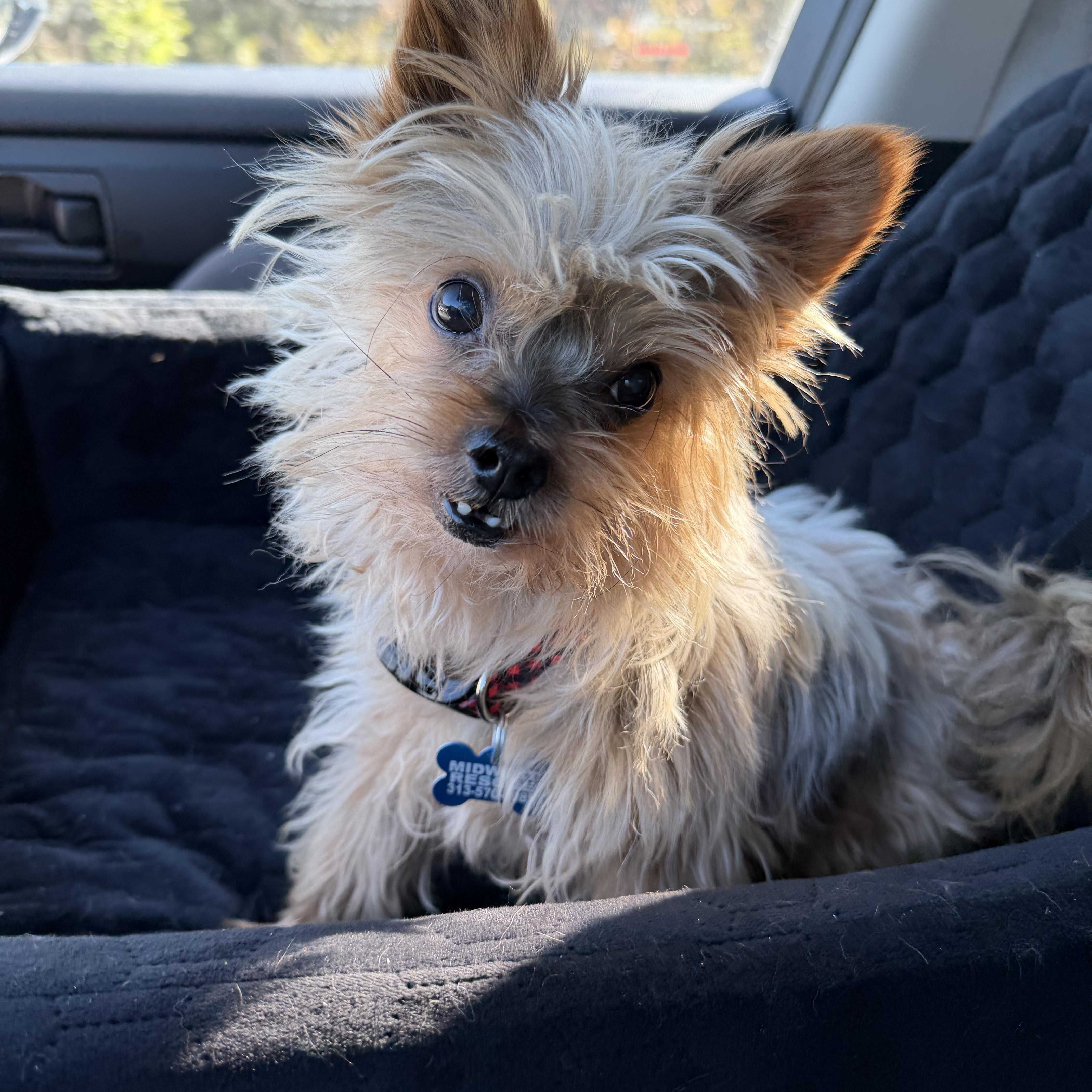 Enlarge Ducky, a Adoptable Yorkshire Terrier in Grosse Pointe Park, MI image 1/5