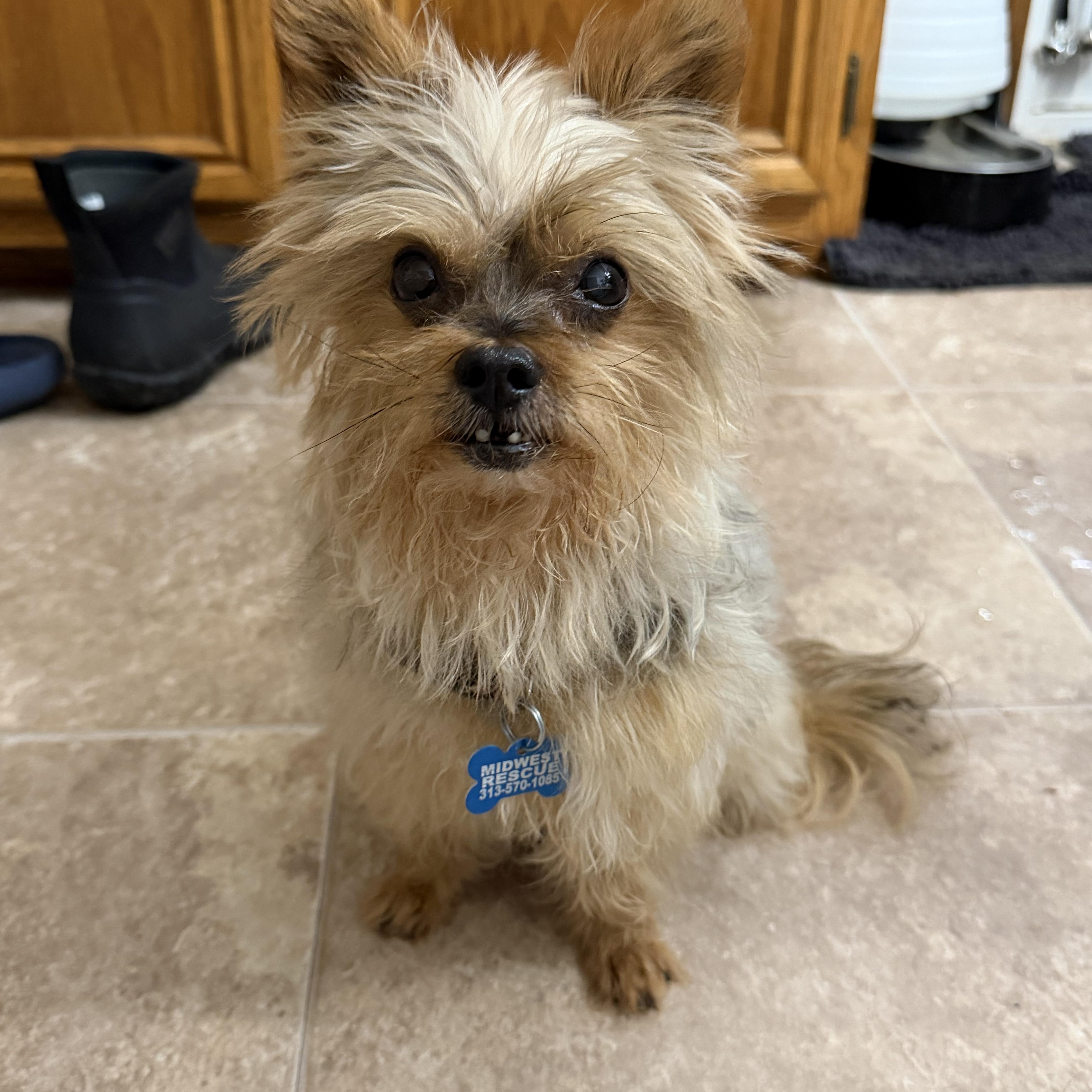 Enlarge Ducky, a Adoptable Yorkshire Terrier in Grosse Pointe Park, MI image 5/5