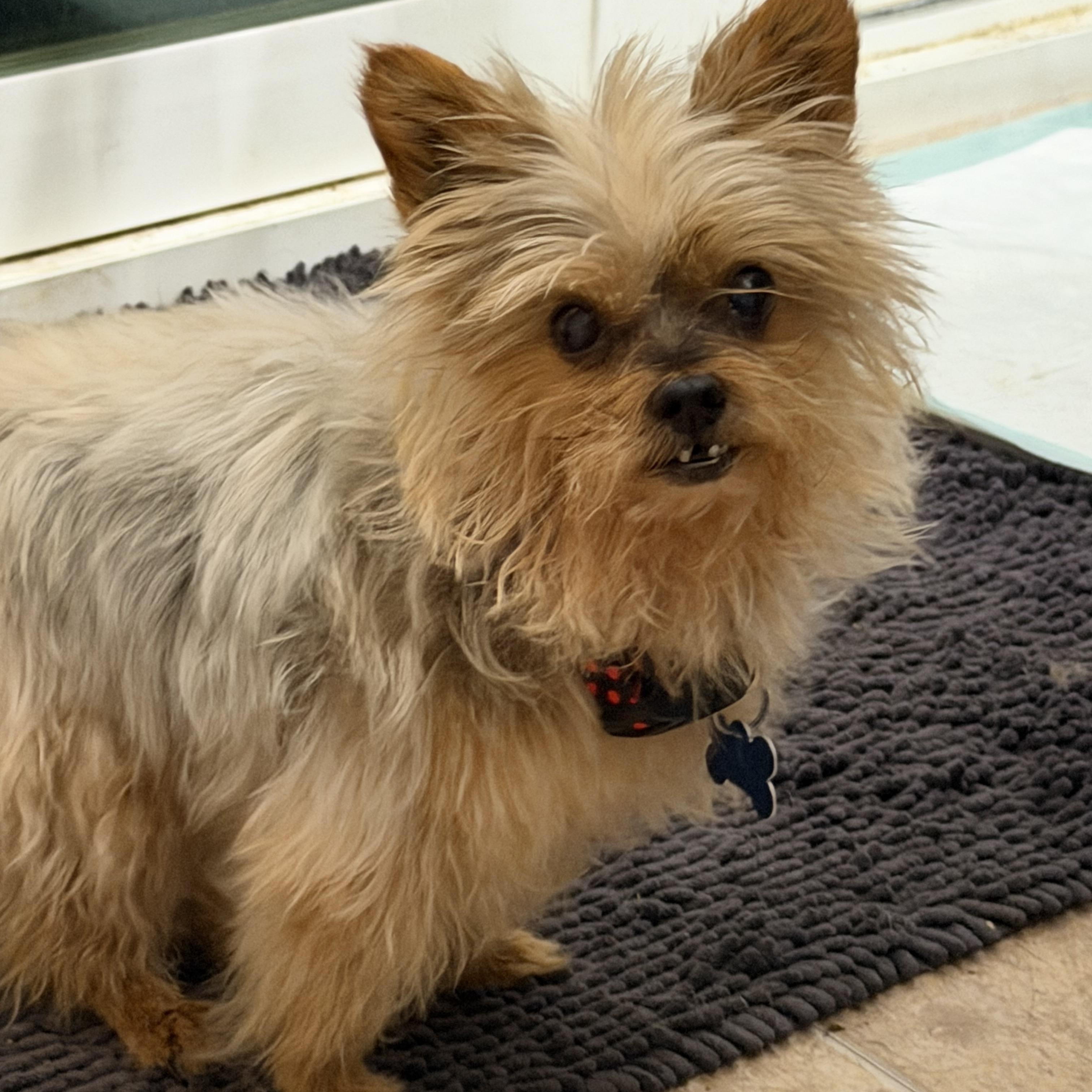Enlarge Ducky, a Adoptable Yorkshire Terrier in Grosse Pointe Park, MI image 4/5