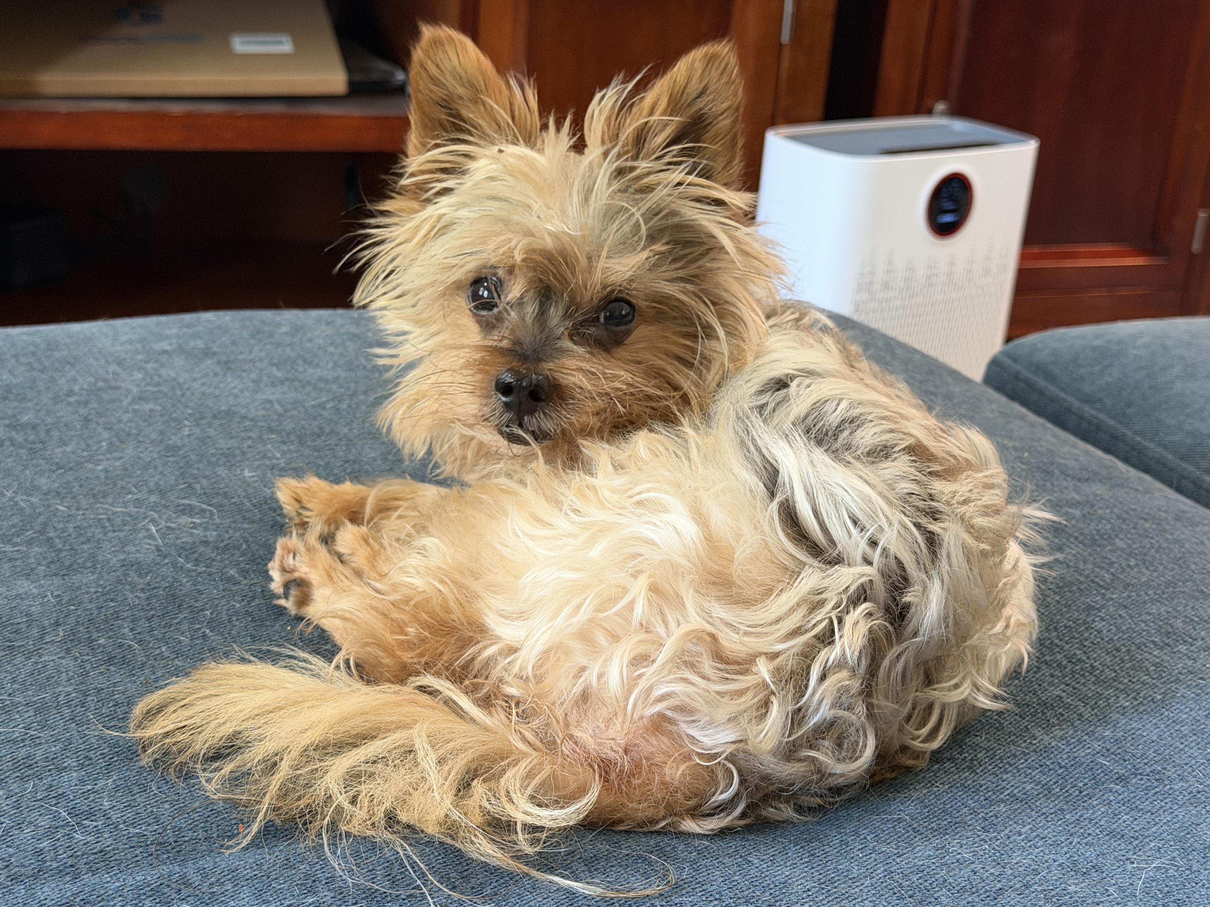 Enlarge Ducky, a Adoptable Yorkshire Terrier in Grosse Pointe Park, MI image 2/5