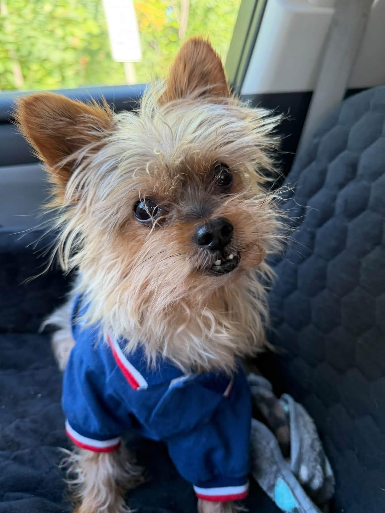 Enlarge Ducky, a Adoptable Yorkshire Terrier in Grosse Pointe Park, MI image 3/5