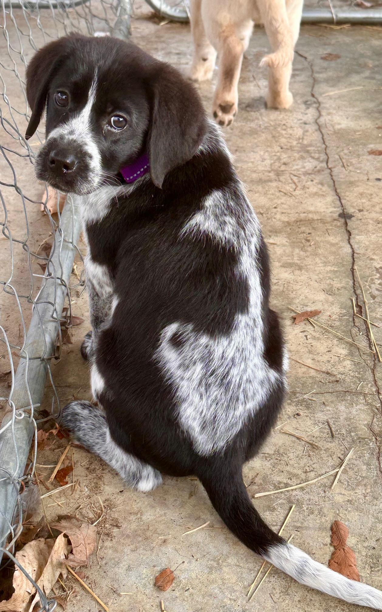 Enlarge Deacon (Available Feb 7, 2026), an adopted mixed breed in Clarksville, VA image 1/3