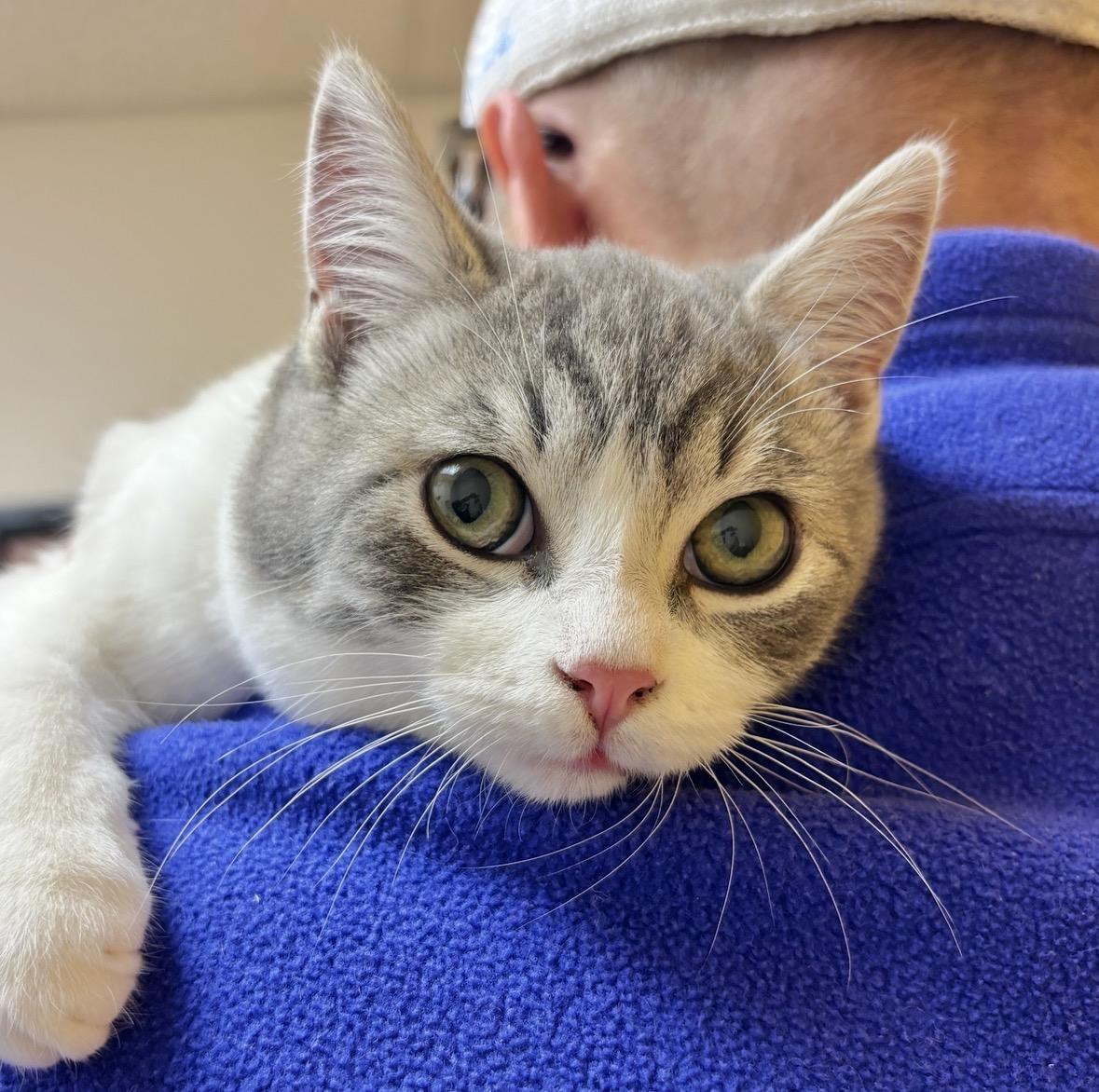 Enlarge Frodo, a ADOPTABLE Domestic Short Hair in Sonora, CA image 1/1