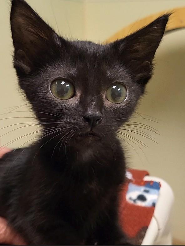 Jan Brady, an adopted Domestic Short Hair in Grayslake, IL image 2/2