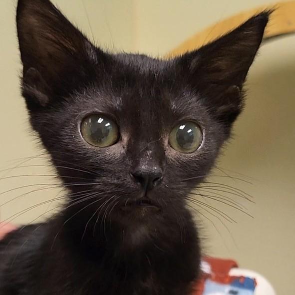 Jan Brady, adopted, Kitten Female Domestic Short Hair.