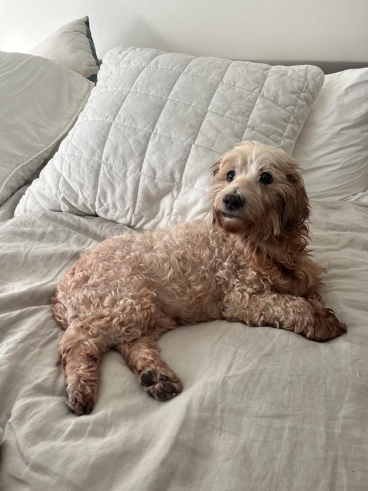 Tater Tot, Adoptable, Senior Male Cockapoo & Mixed Breed.