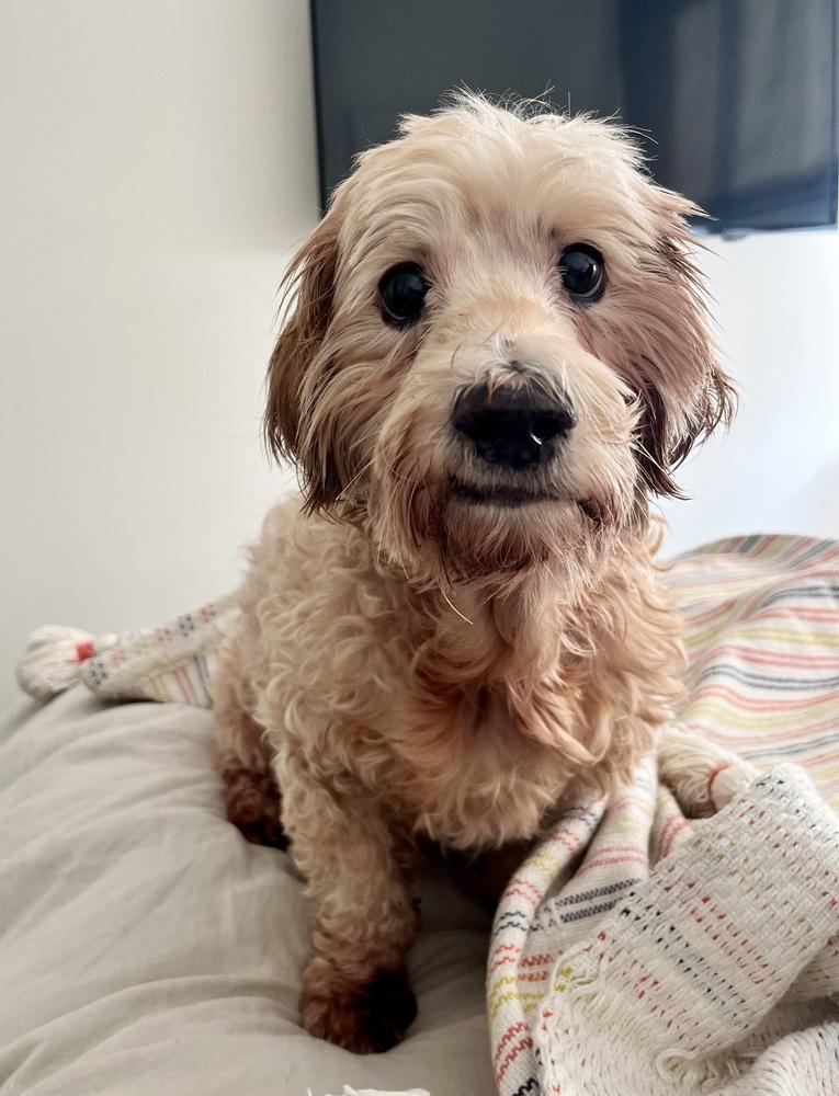 Enlarge Tater Tot, a Adoptable mixed breed in New York, NY image 2/6