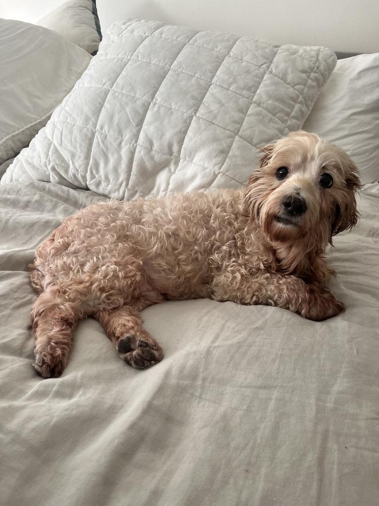 Enlarge Tater Tot, a Adoptable mixed breed in New York, NY image 3/6