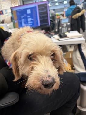 Enlarge Tater Tot, a Adoptable mixed breed in New York, NY image 4/6