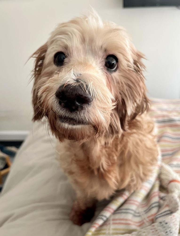 Tater Tot thumbnail 5