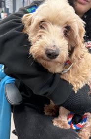 Enlarge Tater Tot, a Adoptable mixed breed in New York, NY image 6/6