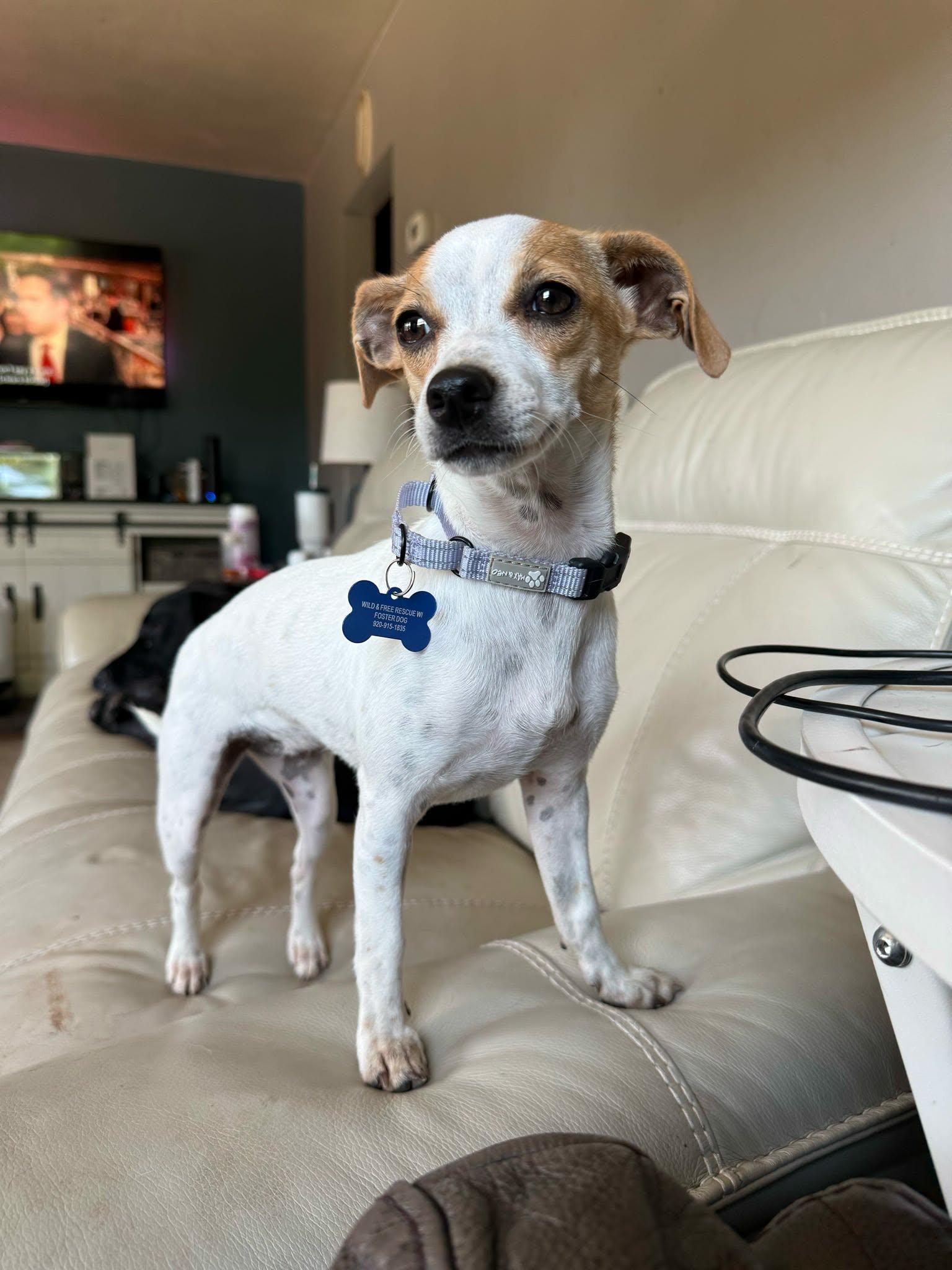 Enlarge Millie, a ADOPTABLE mixed breed in De Pere, WI image 4/5
