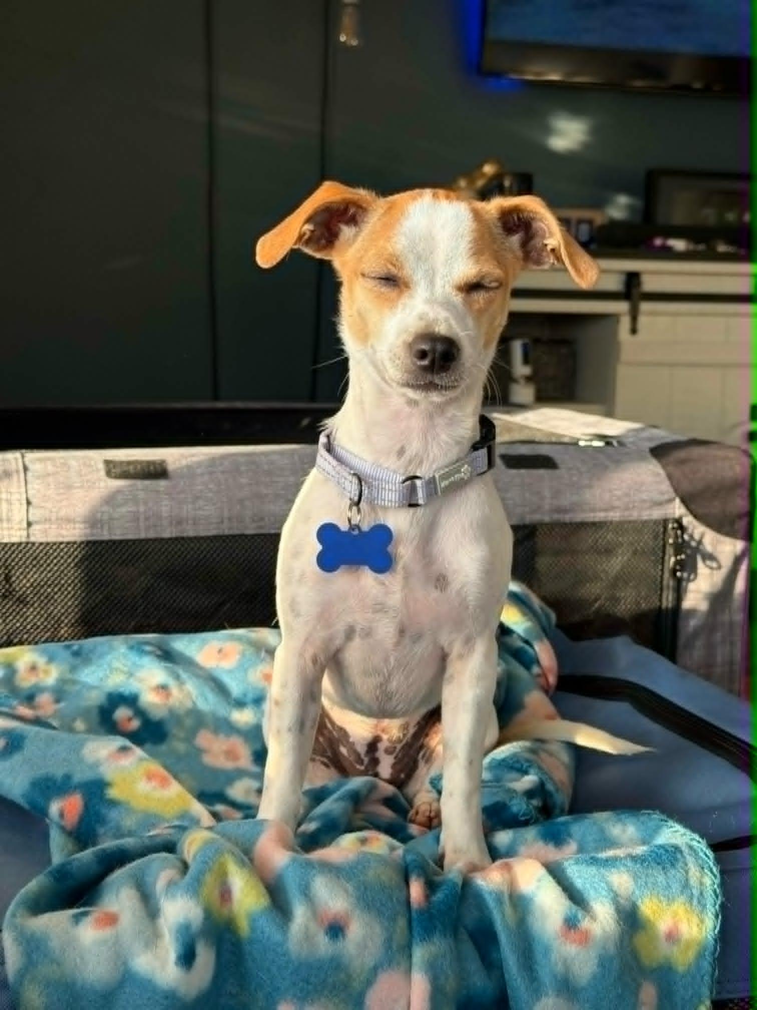 Enlarge Millie, a ADOPTABLE mixed breed in De Pere, WI image 5/5