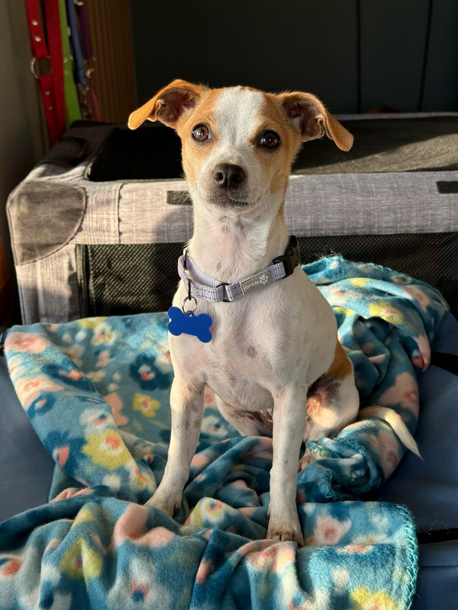 Enlarge Millie, a ADOPTABLE mixed breed in De Pere, WI image 3/5