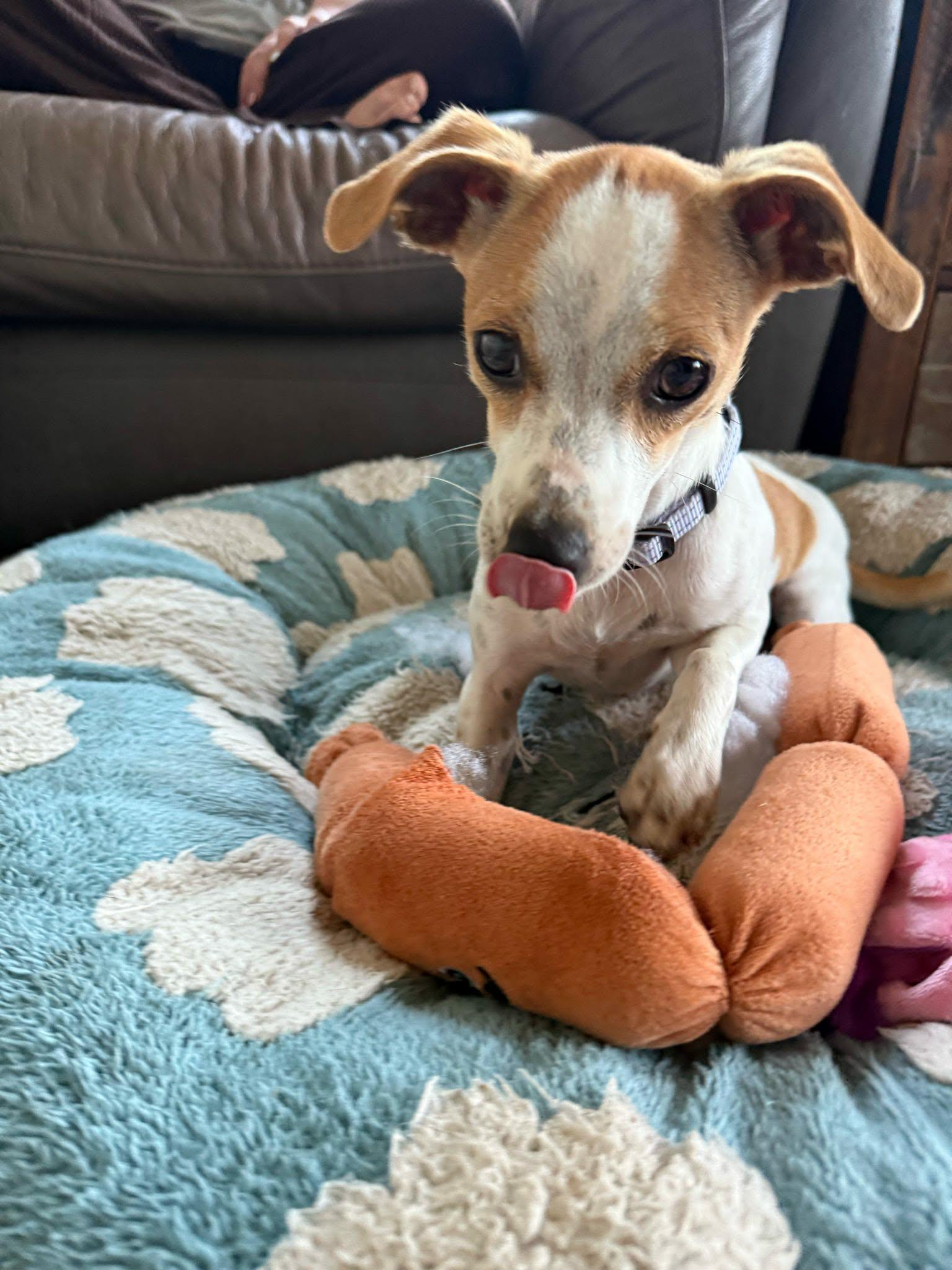 Enlarge Millie, a ADOPTABLE mixed breed in De Pere, WI image 2/5
