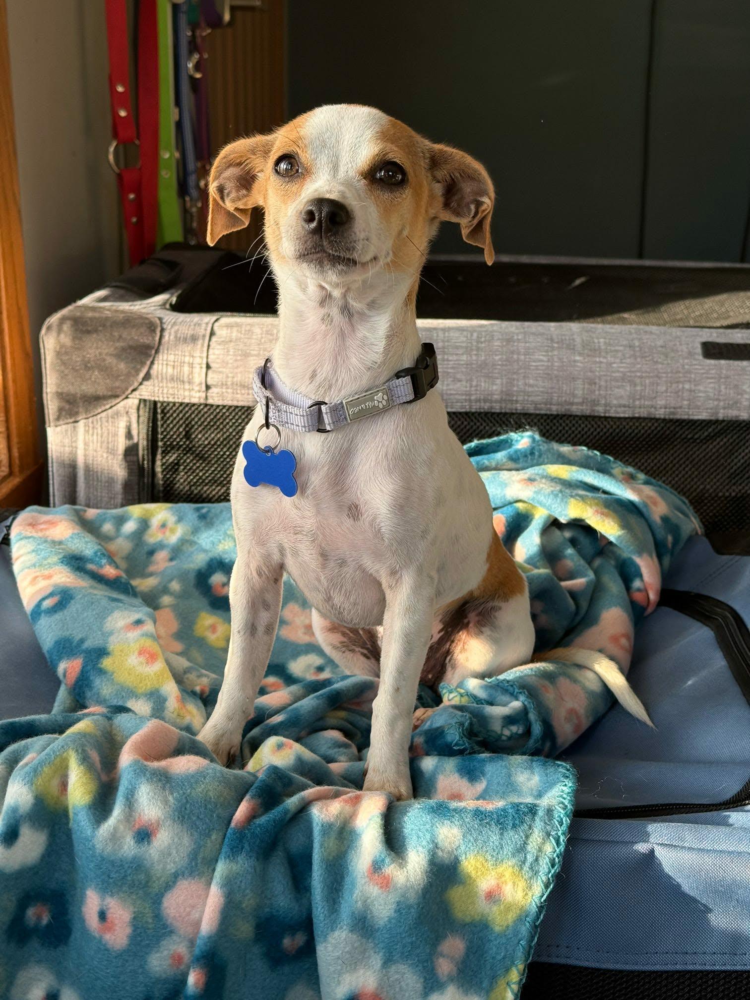 Enlarge Millie, a ADOPTABLE mixed breed in De Pere, WI image 1/5