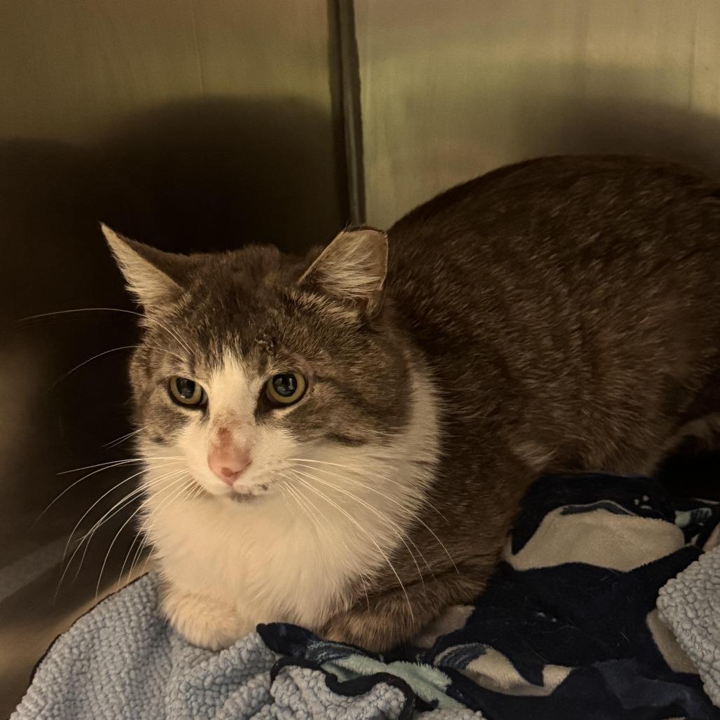 Enlarge Houdini, a Adoptable Domestic Short Hair in South Haven, MI image 1/1