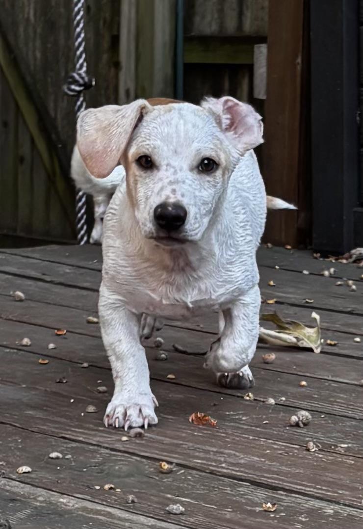 Mack, Adoptable, Puppy Male Chiweenie.
