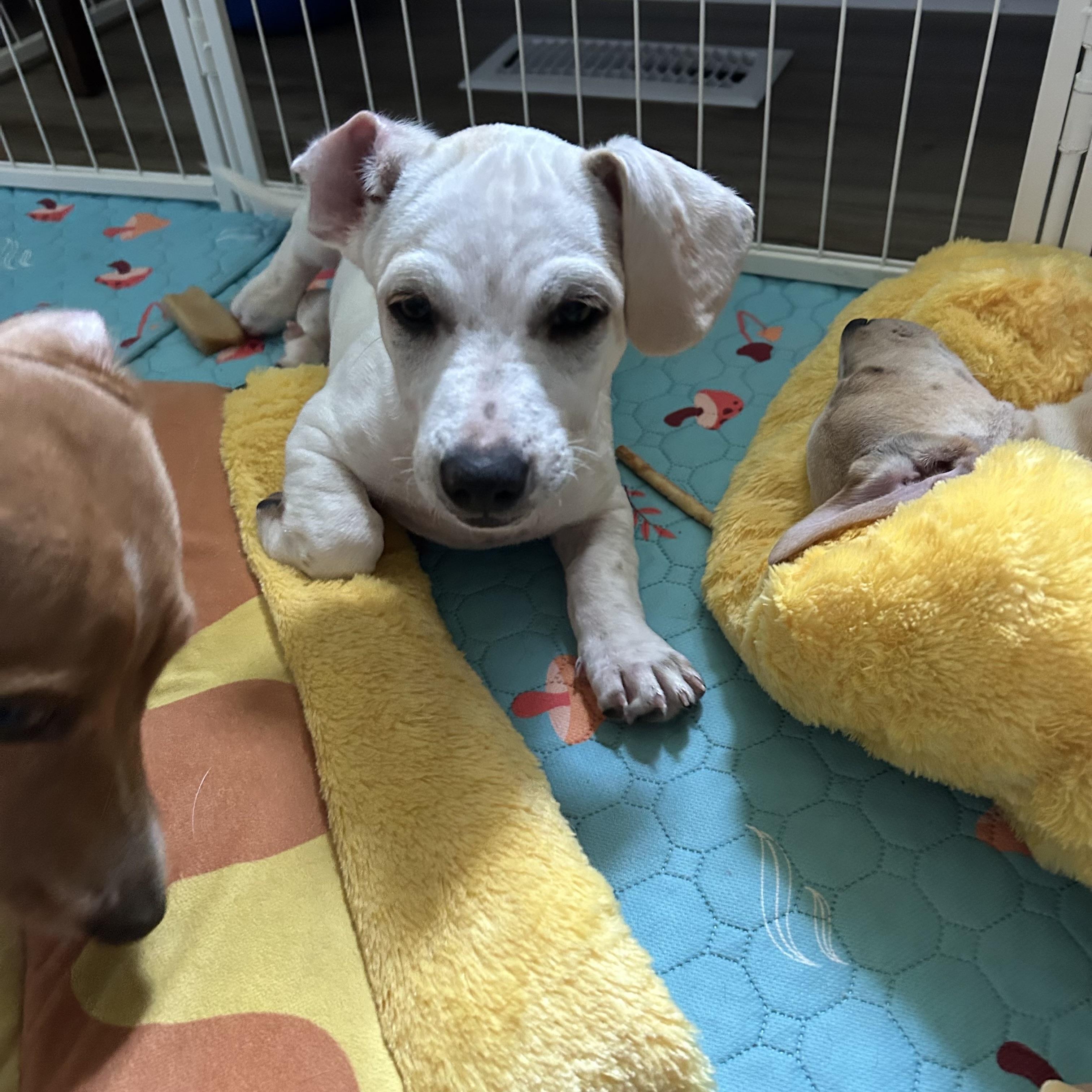 Mack, Adoptable, Puppy Male Chiweenie.