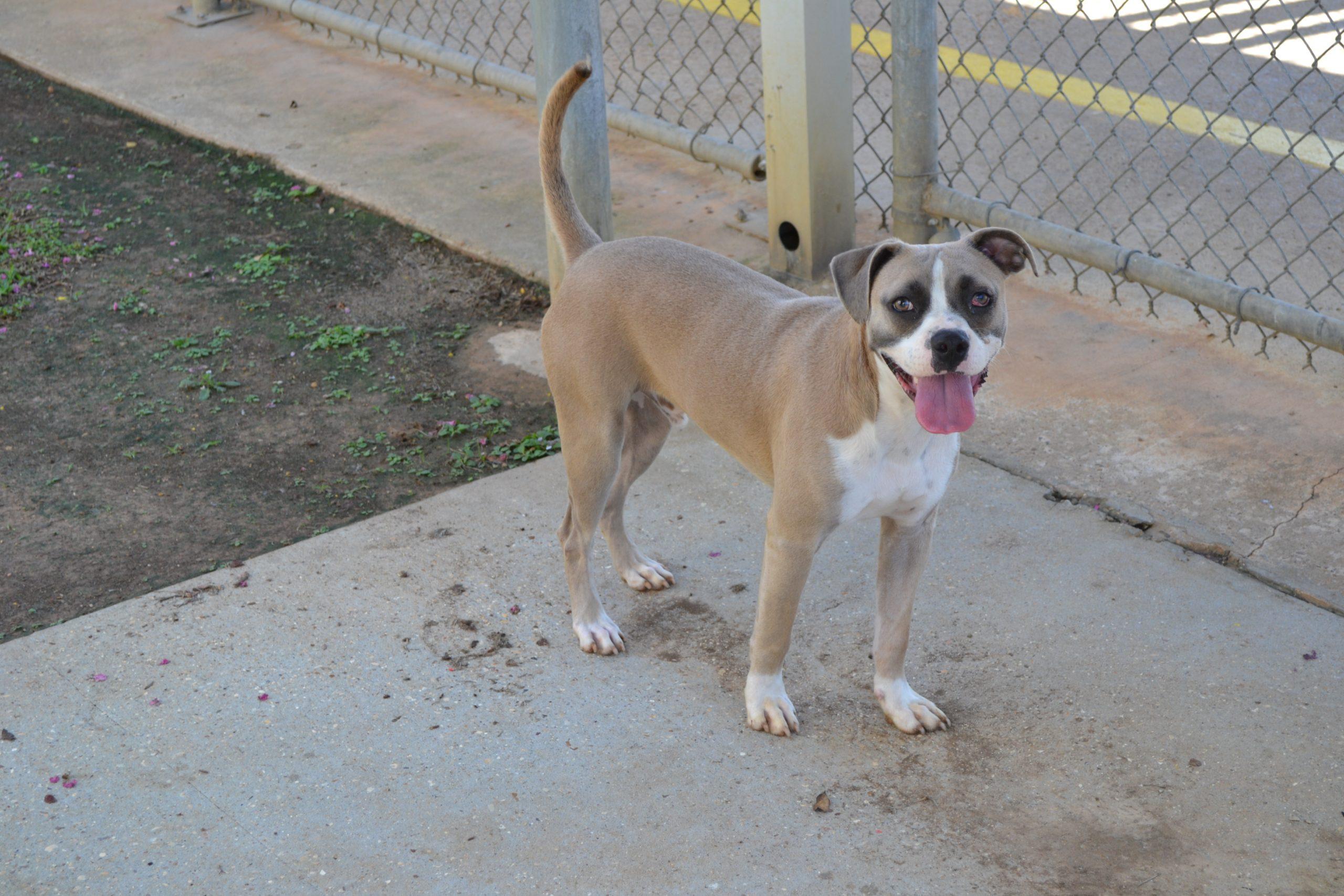 Sway, Adoptable, Young Male Boxer & English Bulldog.