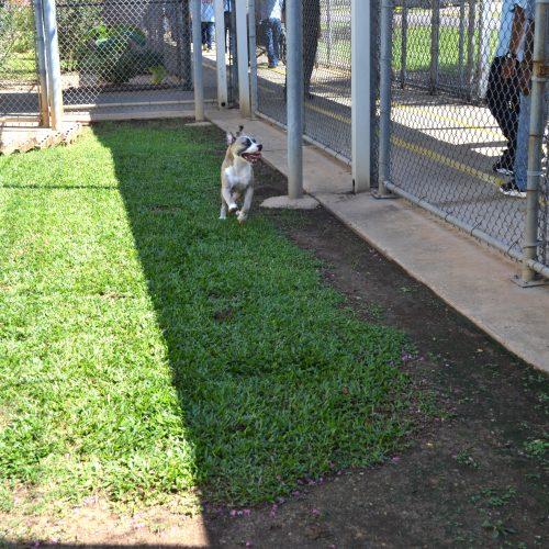 Enlarge Sway, a Adoptable mixed breed in Jackson, LA image 3/3
