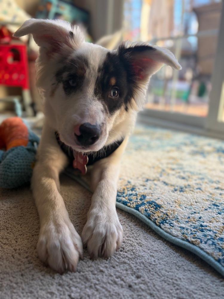 Linus, Adoptable, Puppy Male Australian Shepherd.