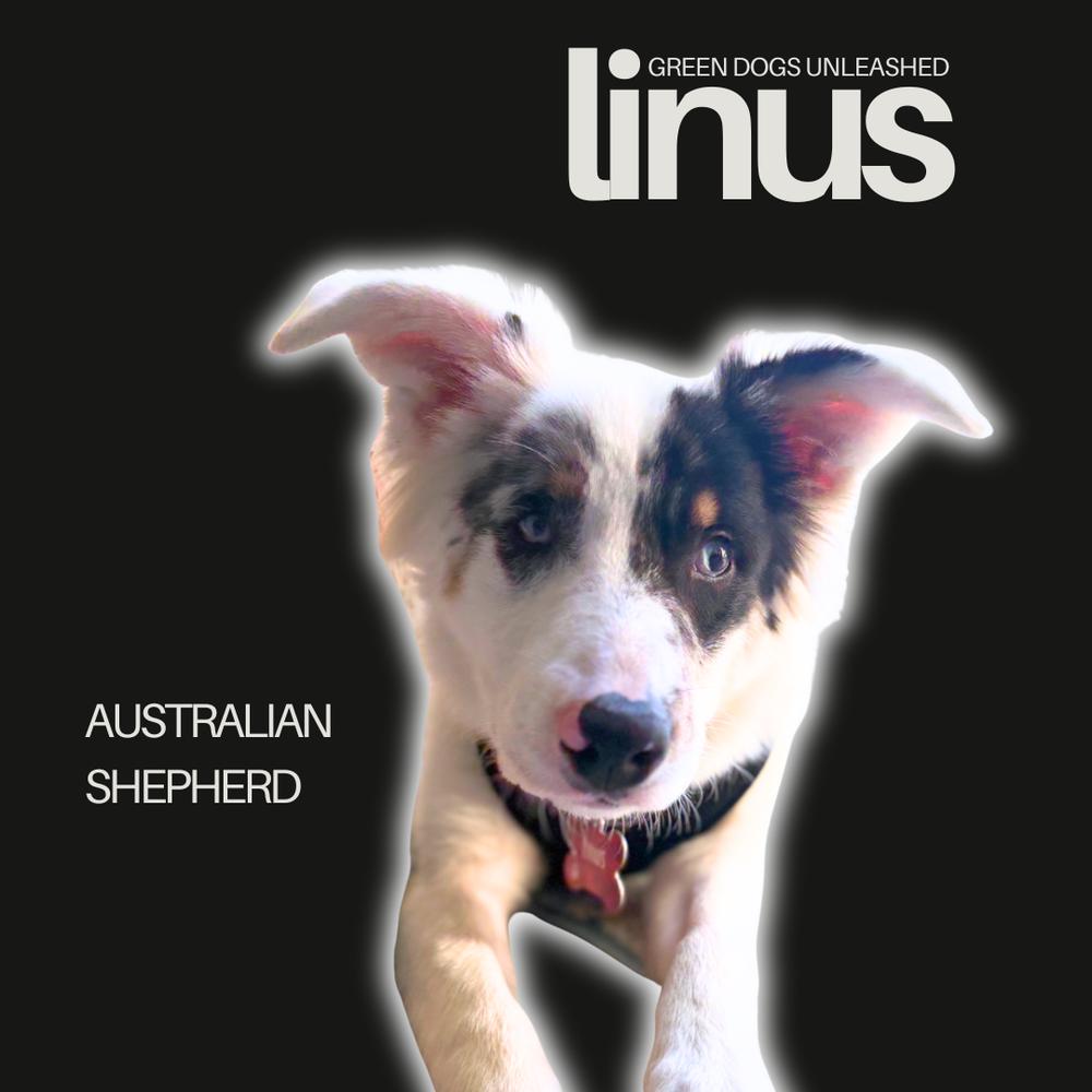 Enlarge Linus, a Adoptable mixed breed in Troy, VA image 2/6