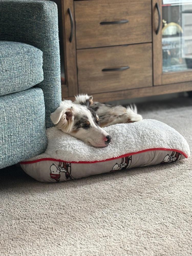 Enlarge Linus, a Adoptable mixed breed in Troy, VA image 3/6