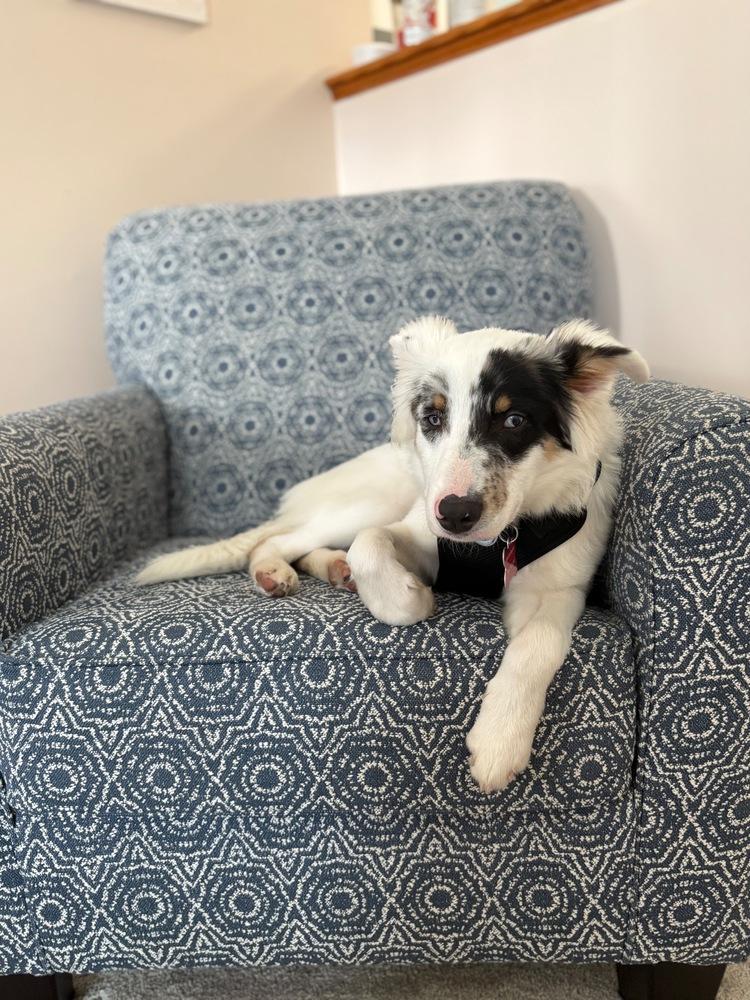 Enlarge Linus, a Adoptable mixed breed in Troy, VA image 4/6