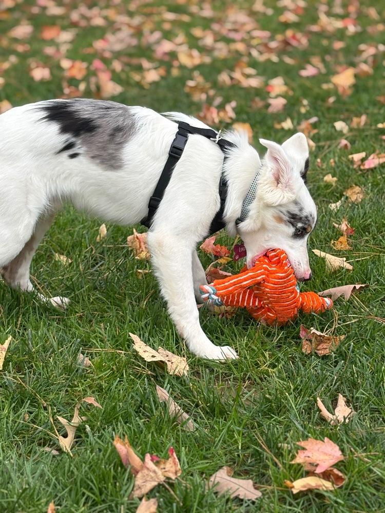 Enlarge Linus, a Adoptable mixed breed in Troy, VA image 5/6