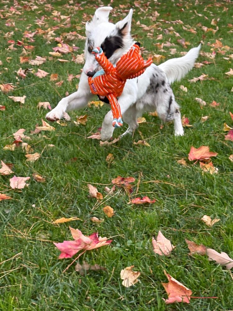 Enlarge Linus, a Adoptable mixed breed in Troy, VA image 6/6