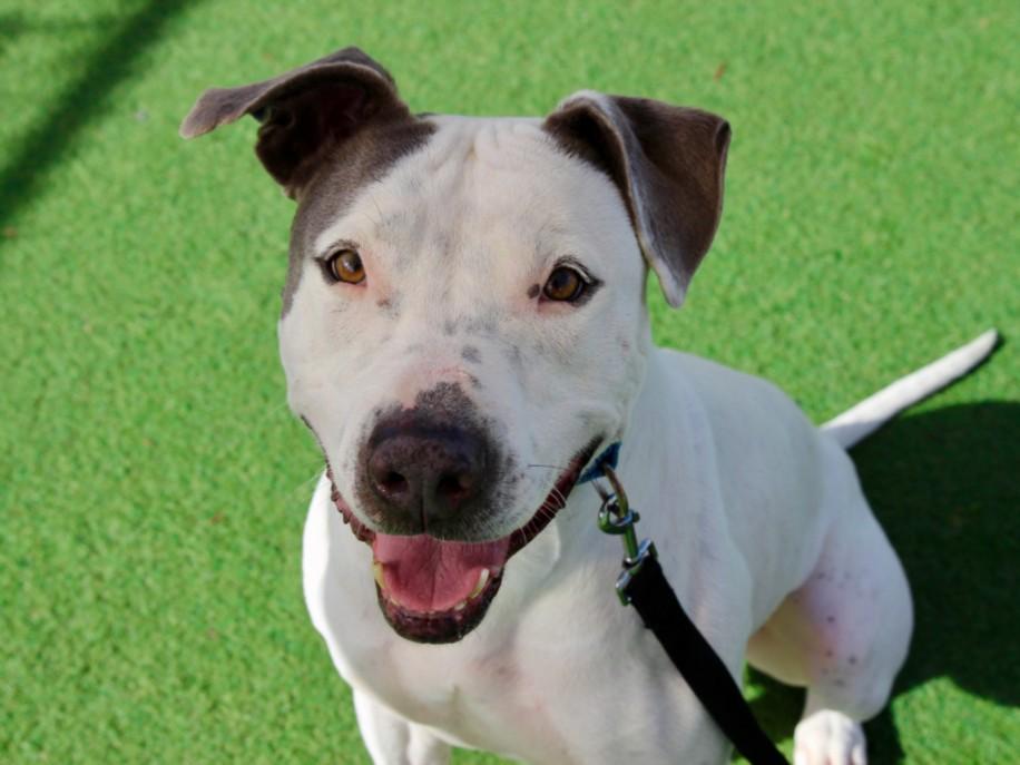 HOMER, Adoptable, Adult Male Pit Bull Terrier.