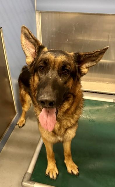 Enlarge FLOPPY, a Adoptable German Shepherd Dog in South Lake Tahoe, CA image 1/1