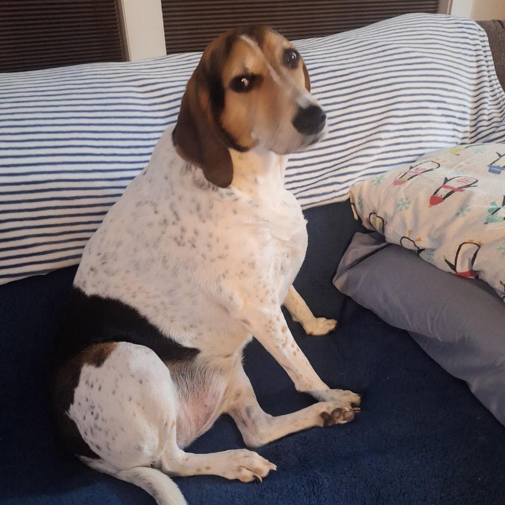 Gracie, Adoptable, Adult Female Mixed Breed.