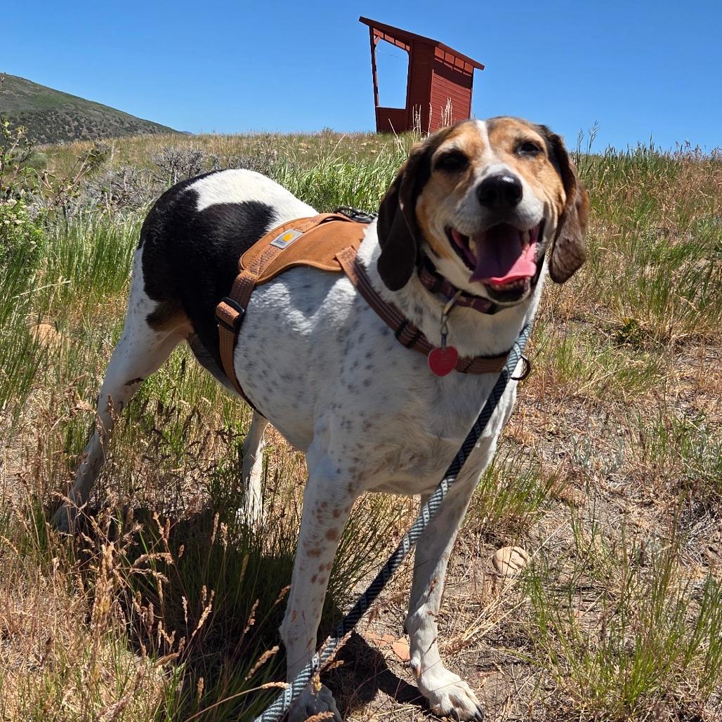 Enlarge Gracie, a Adoptable Mixed Breed in Park City, UT image 2/6