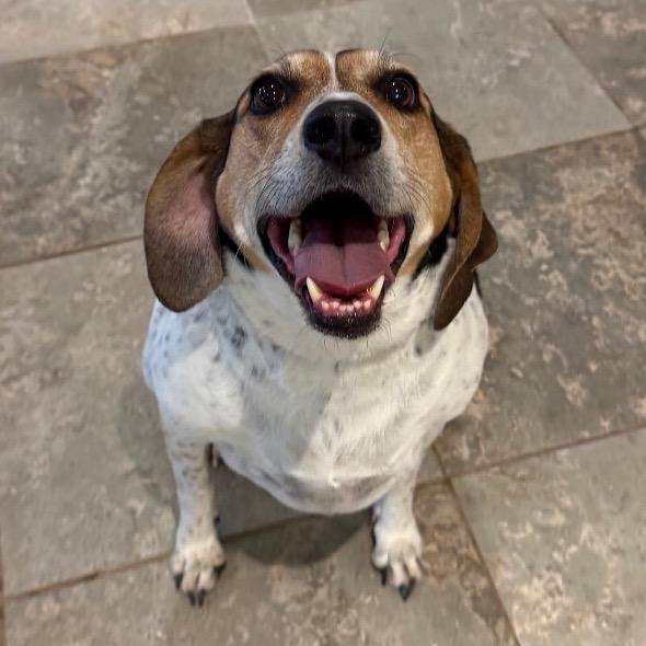 Enlarge Gracie, a Adoptable Mixed Breed in Park City, UT image 5/6