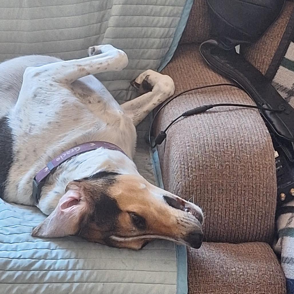 Enlarge Gracie, a Adoptable Mixed Breed in Park City, UT image 6/6