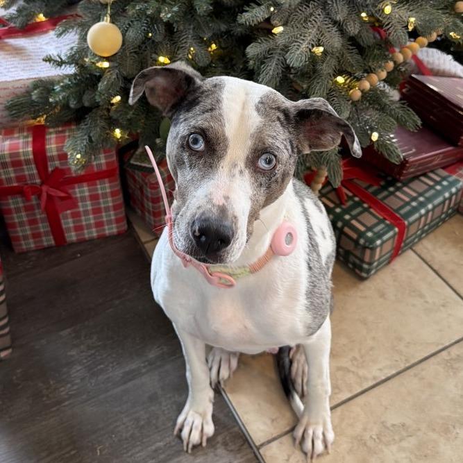 Enlarge Mama Roz, a Adoptable mixed breed in Chattanooga, TN image 5/6