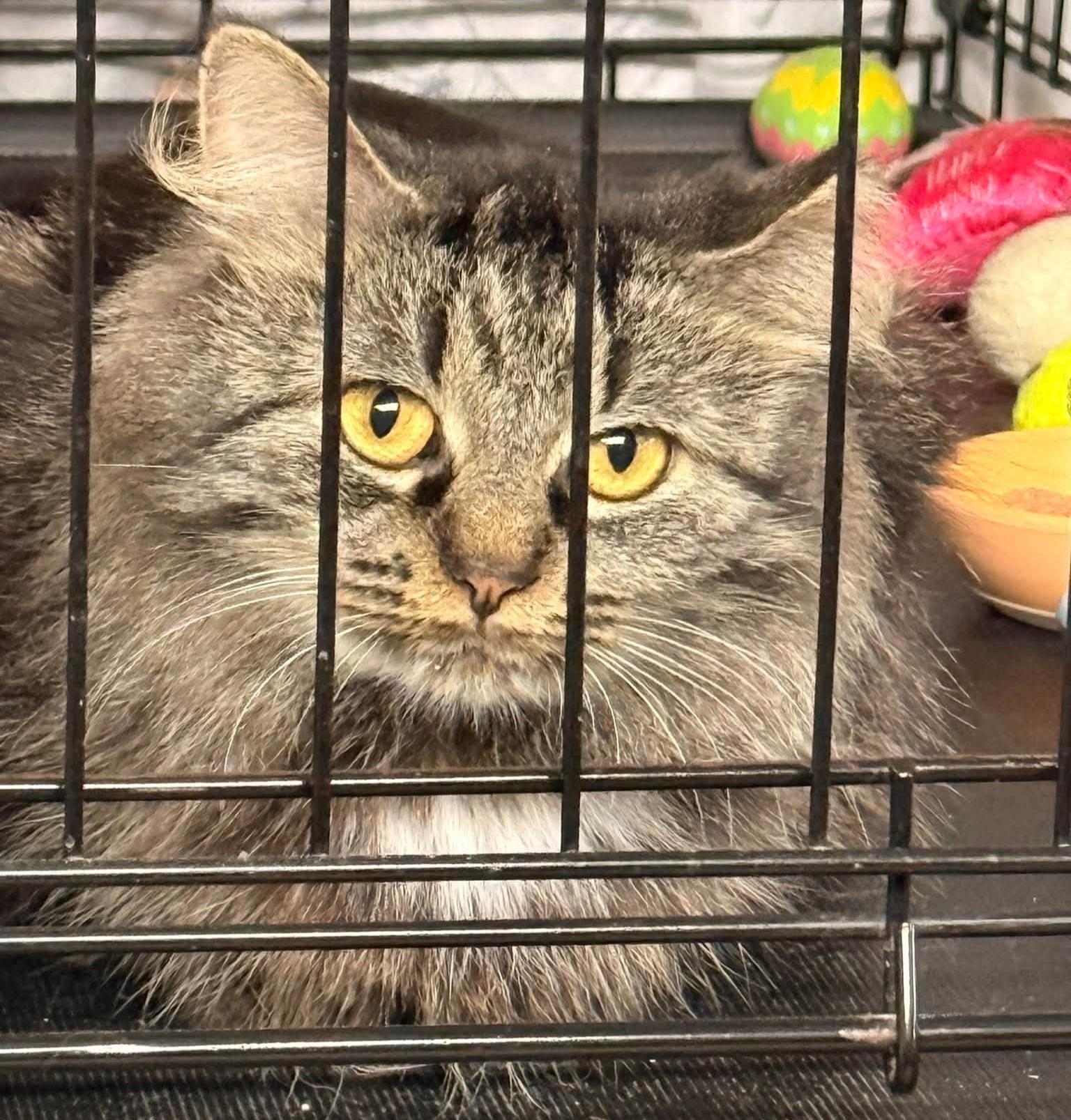 Enlarge Halite, a Adoptable Oriental Long Hair in Grand Rapids, MI image 1/5