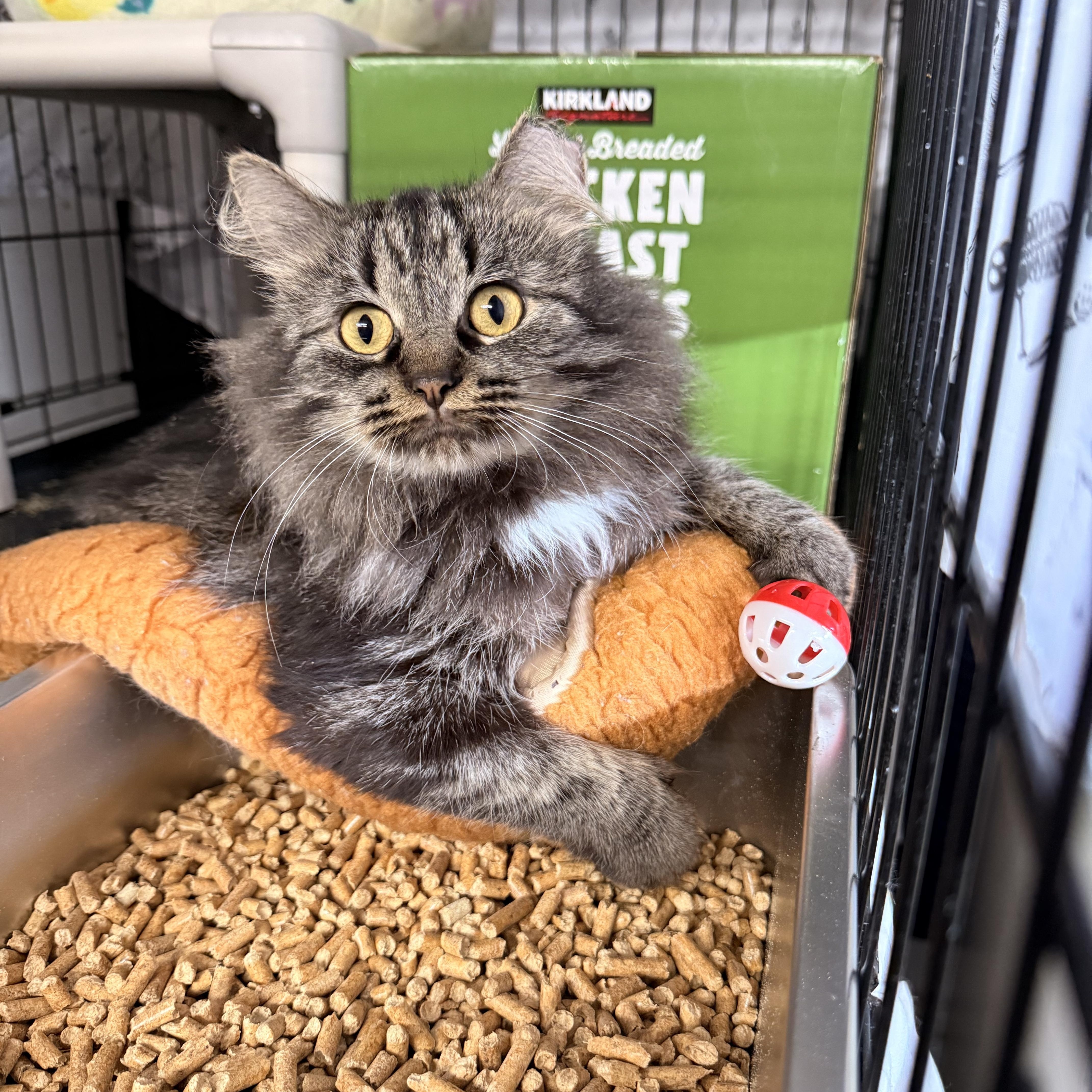 Enlarge Halite, a Adoptable Oriental Long Hair in Grand Rapids, MI image 2/5