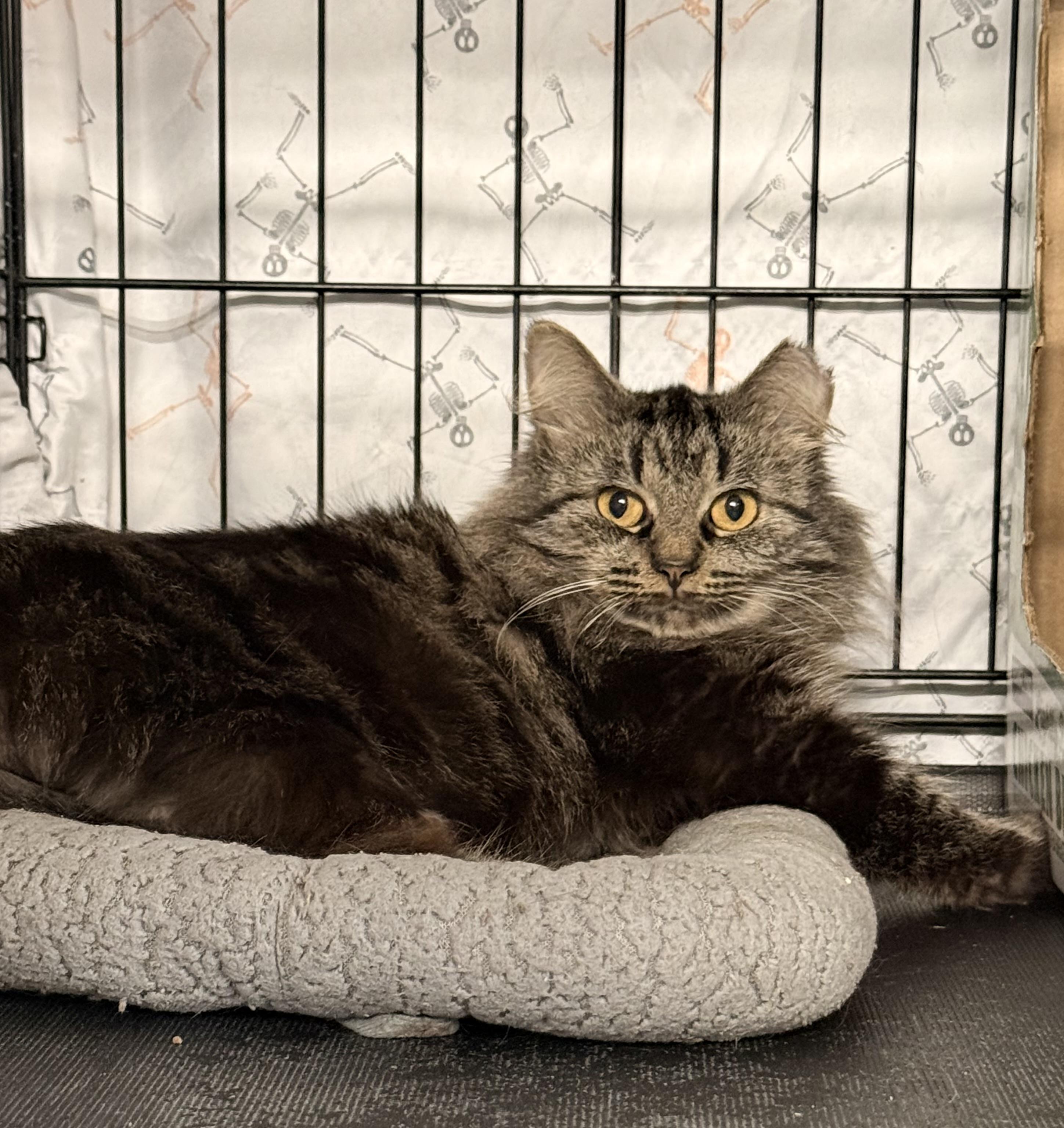 Enlarge Halite, a Adoptable Oriental Long Hair in Grand Rapids, MI image 3/5