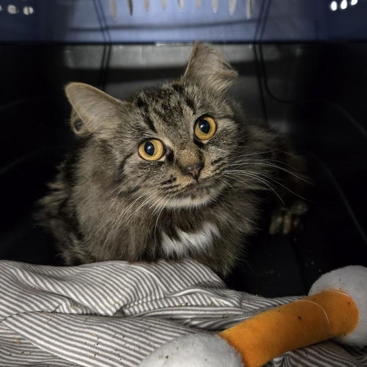Enlarge Halite, a Adoptable Oriental Long Hair in Grand Rapids, MI image 4/5