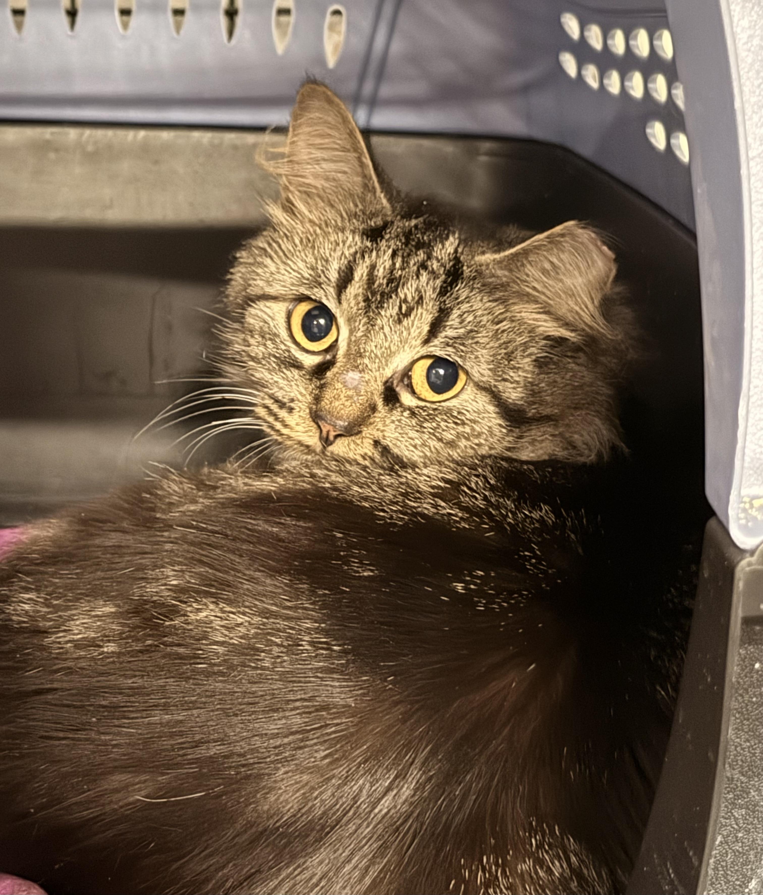 Enlarge Halite, a Adoptable Oriental Long Hair in Grand Rapids, MI image 5/5