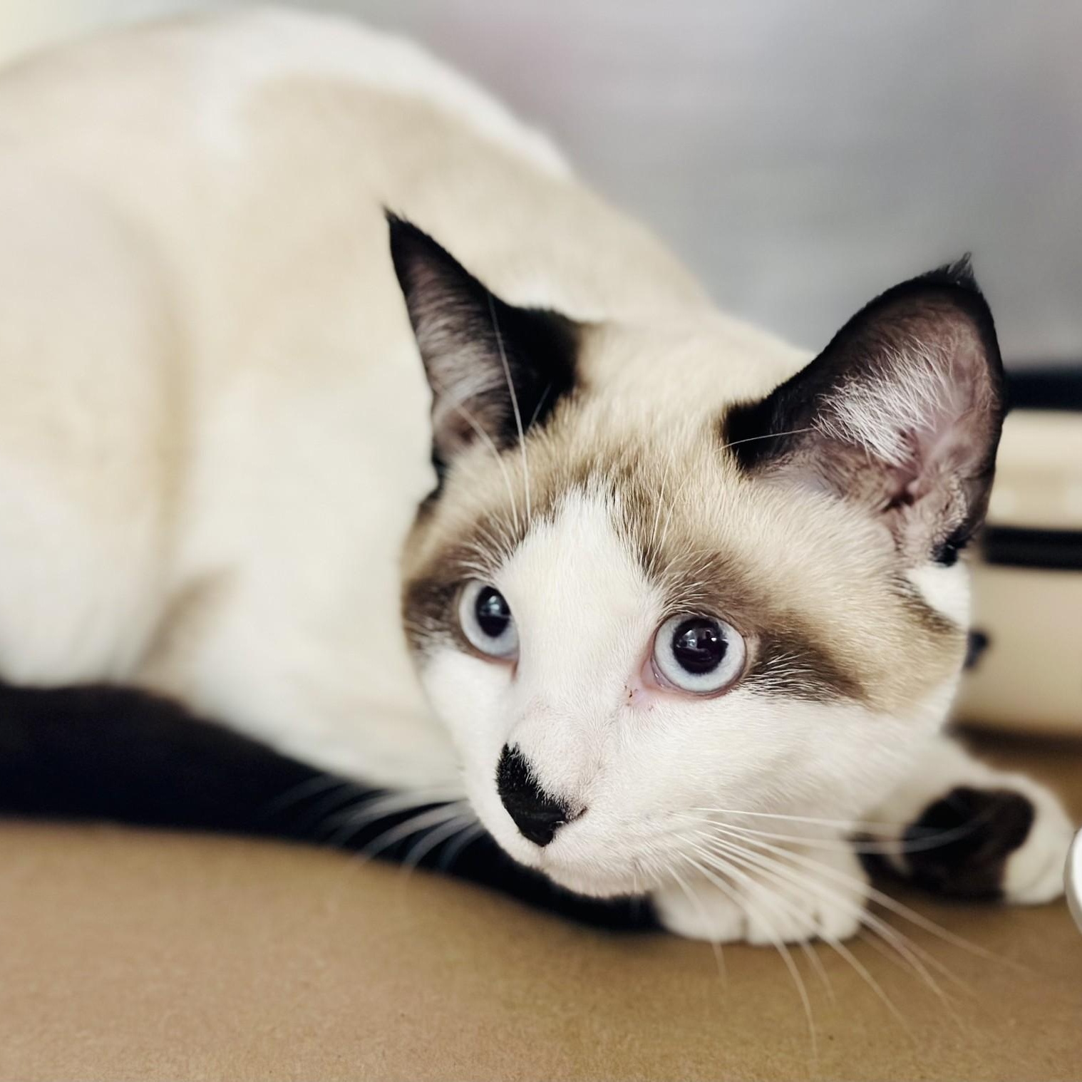 Harbor , a ADOPTABLE Siamese in Jackson, NJ image 2/3