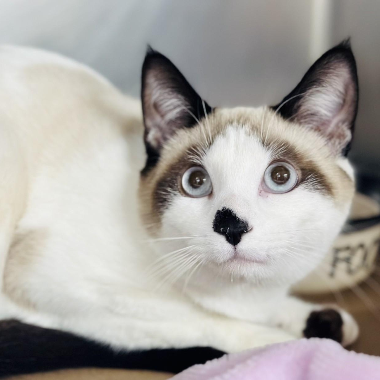 Harbor , ADOPTABLE, Young Male Siamese.
