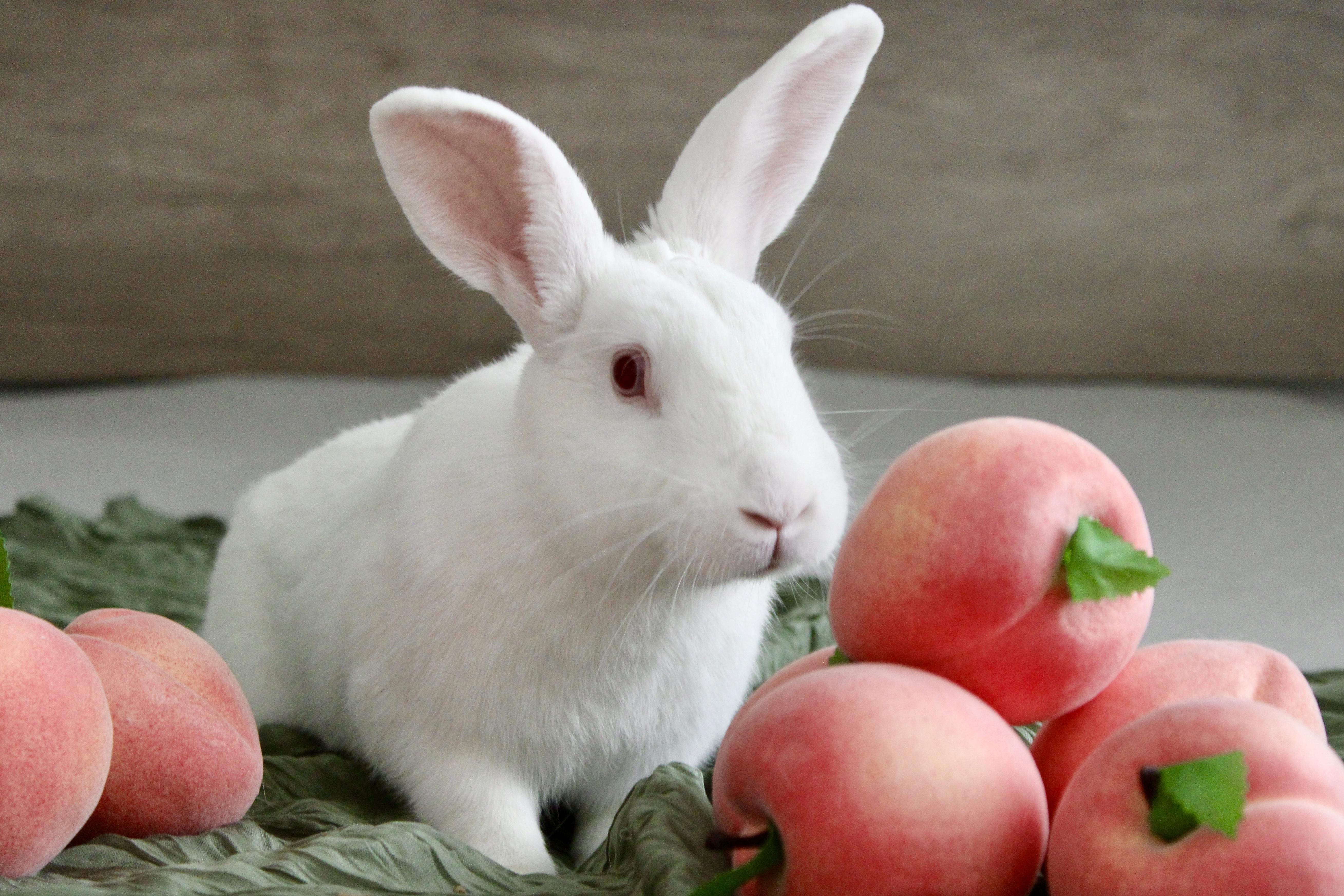 Enlarge Peaches, a Adoptable Florida White in Livermore, CA image 4/5